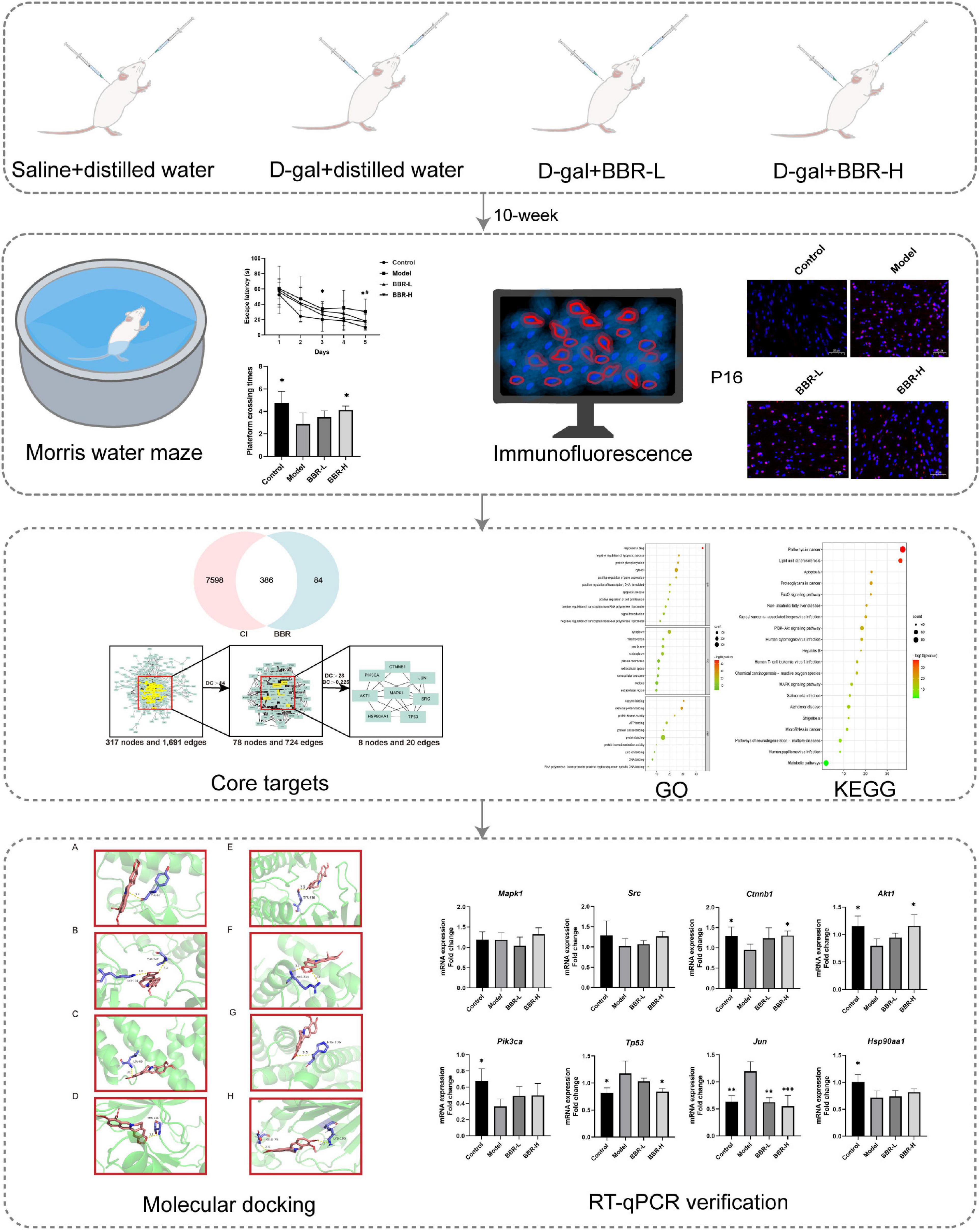 The efficacy and mechanism of berberine in improving aging-related cognitive dysfunction: A study based on network pharmacology